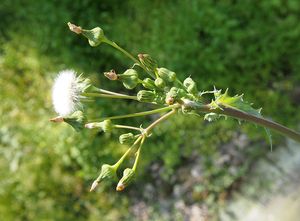 Mléč drsný (Sonchus asper)