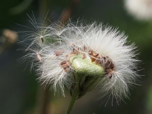 Mléč drsný (Sonchus asper)