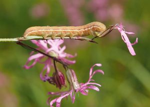 Kohoutek luční (Lychnis flos - cuculi)