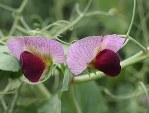 Hrách polní (peluška) (Pisum arvense)