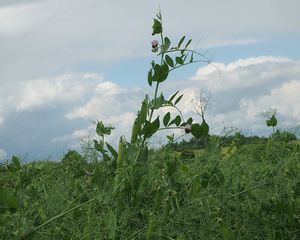 Hrách polní (peluška) (Pisum arvense)