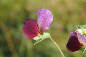 Hrách polní (peluška) (Pisum arvense)