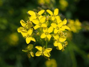 Rukevník východní (Bunias orientalis)