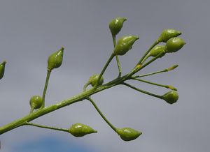 Rukevník východní (Bunias orientalis)