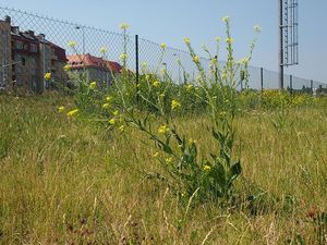 Rukevník východní (Bunias orientalis)