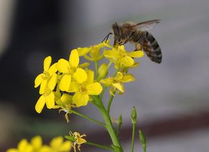 Rukevník východní (Bunias orientalis)