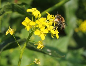 Rukevník východní (Bunias orientalis)