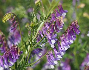 Vikev ptačí (Vicia cracca)