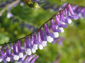 Vikev ptačí (Vicia cracca)