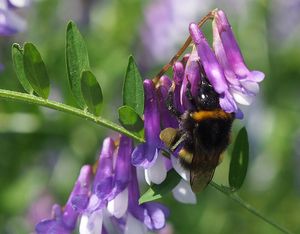 Vikev ptačí (Vicia cracca)