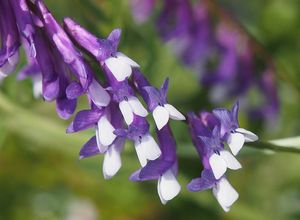 Vikev ptačí (Vicia cracca)