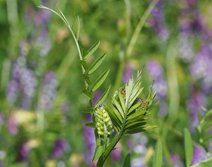 Vikev ptačí (Vicia cracca)