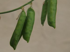 Vikev ptačí (Vicia cracca)