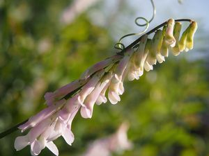 Vikev ptačí (Vicia cracca)