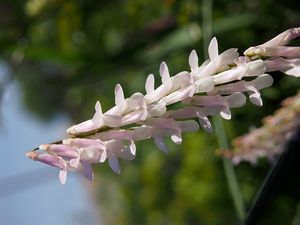 Vikev ptačí (Vicia cracca)