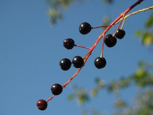 Střemcha obecná (Prunus padus)