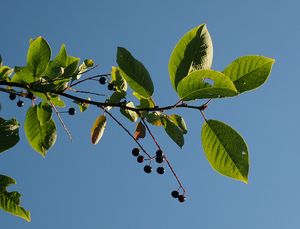 Střemcha obecná (Prunus padus)