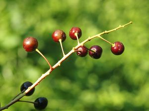 Střemcha obecná (Prunus padus)