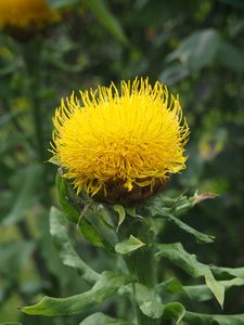 Chrpa žlutokvětá (Centaurea macrocephala)