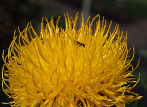 Chrpa žlutokvětá (Centaurea macrocephala)