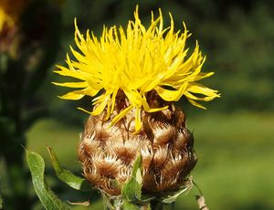 Chrpa žlutokvětá (Centaurea macrocephala)