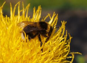 Chrpa žlutokvětá (Centaurea macrocephala)