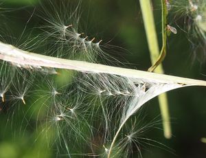 Vrbka (vrbovka) úzkolistá (Epilobium  angustifolium)