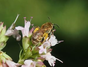 Dobromysl obecná (Origanum vulgare)