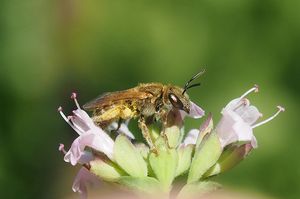 Dobromysl obecná (Origanum vulgare)