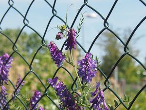 Vikev ptačí (Vicia cracca)