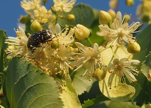 Lípa evropská (Tilia  x  europaea)