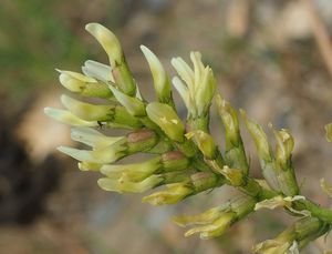 Kozinec cizrnovitý (Astragalus cicer L.)