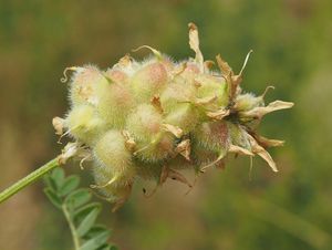 Kozinec cizrnovitý (Astragalus cicer L.)