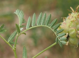 Kozinec cizrnovitý (Astragalus cicer L.)