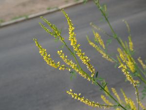 Komonice lékařská (Melilotus officinalis)