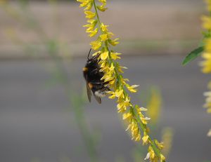 Komonice lékařská (Melilotus officinalis)