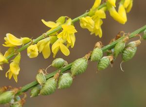 Komonice lékařská (Melilotus officinalis)