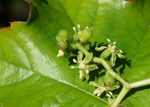 Loubinec trojlaločný (Parthenocissus tricuspidata)