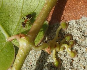 Loubinec trojlaločný (Parthenocissus tricuspidata)