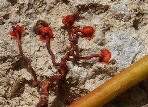 Loubinec trojlaločný (Parthenocissus tricuspidata)