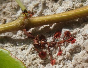 Loubinec trojlaločný (Parthenocissus tricuspidata)