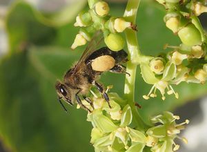 Loubinec trojlaločný (Parthenocissus tricuspidata)