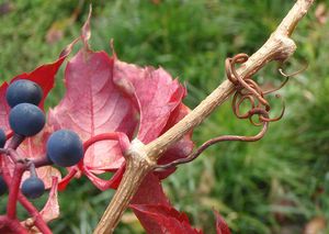 Loubinec popínavý (Parthenocissus inserta)