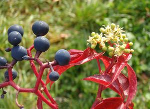 Loubinec popínavý (Parthenocissus inserta)