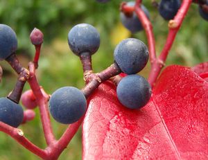 Loubinec popínavý (Parthenocissus inserta)