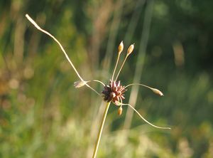 Česnek planý (Allium oleraceum)