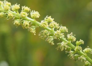 Rýt barvířský (Reseda luteola)