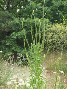 Rýt barvířský (Reseda luteola)