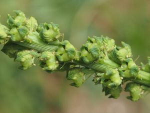 Rýt barvířský (Reseda luteola)