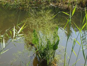 Žabník jitrocelový (Alisma plantago-aquatica)